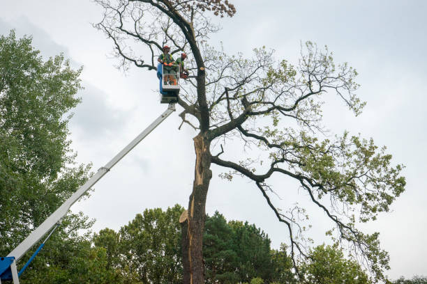 The Steps Involved in Our Tree Care Process in Palmer, AK